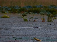 09-11-16-Mattawoman-25975