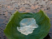 09-11-16-Mattawoman-26008