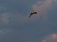 09-11-16-Mattawoman-26026