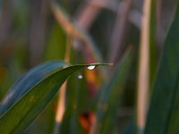 09-11-16-Mattawoman-26038