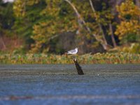 09-11-16-Mattawoman-26168
