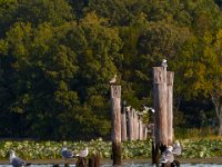 09-11-16-Mattawoman-26229
