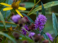 09-17-16-Piscataway-26411