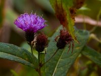 09-17-16-Piscataway-26503