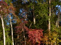 10-15-16-Federalsburg-VFW-28387