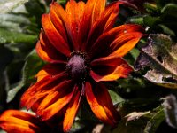 10-22-16-Larriland Farms-28860