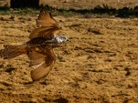 10-23-16-Renaissance Festival-29222