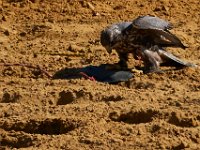 10-23-16-Renaissance Festival-29239