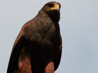 10-23-16-Renaissance Festival-29330