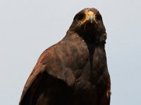 10-23-16-Renaissance Festival-29331