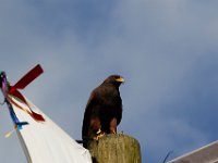 10-23-16-Renaissance Festival-29345
