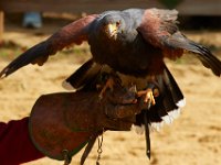 10-23-16-Renaissance Festival-29421