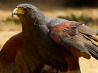 10-23-16-Renaissance Festival-29422