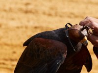 10-23-16-Renaissance Festival-29444