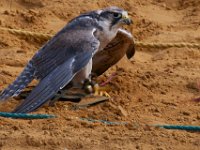 10-23-16-Renaissance Festival-29476