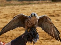 10-23-16-Renaissance Festival-29489