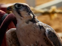 10-23-16-Renaissance Festival-29507
