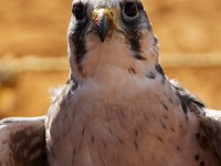 10-23-16-Renaissance Festival-29516