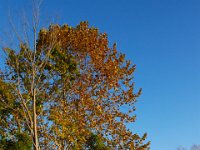 10-29-16-Mattawoman-20105