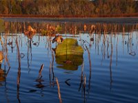 10-29-16-Mattawoman-29989