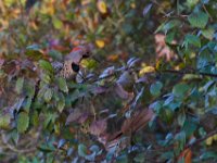 10-30-16-Broad Creek De-20482