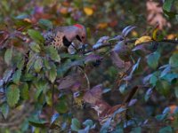 10-30-16-Broad Creek De-20483
