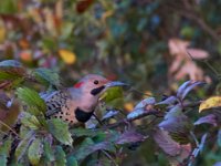 10-30-16-Broad Creek De-20485