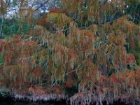 10-30-16-Broad Creek De-20524