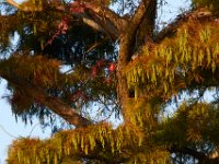 10-30-16-Broad Creek De-20611