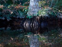 10-30-16-Broad Creek De-20688