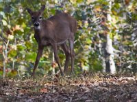 10-30-16-Broad Creek De-20767