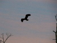 11-06-16-Blackwater-20829