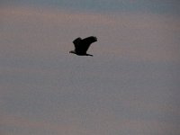 11-06-16-Blackwater-20835