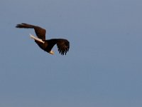 11-06-16-Blackwater-20980
