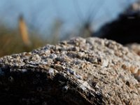 11-06-16-Blackwater-21260