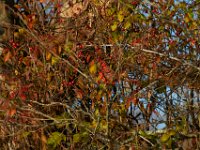 11-13-16-Piscataway-21842