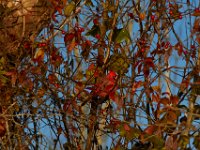 11-13-16-Piscataway-21850