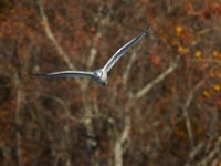 11-13-16-Piscataway-22024