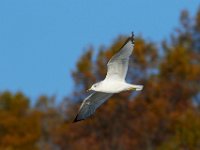 11-13-16-Piscataway-22025