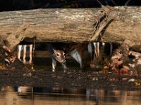 11-13-16-Piscataway-22115