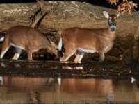 11-13-16-Piscataway-22129