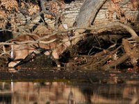 11-13-16-Piscataway-22141