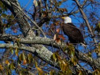 11-13-16-Piscataway-22208