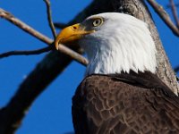 11-13-16-Piscataway-22240