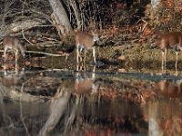 11-13-16-Piscataway-22320