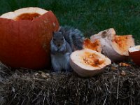 11-2015-Squirrels