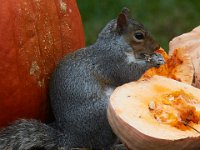 11-2015-Family-Squirrel-28859