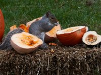 11-2015-Family-Squirrel-28862