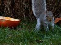 11-2015-Family-Squirrel-28894