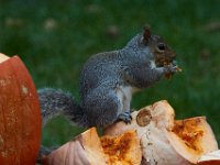 11-2015-Family-Squirrel-28930